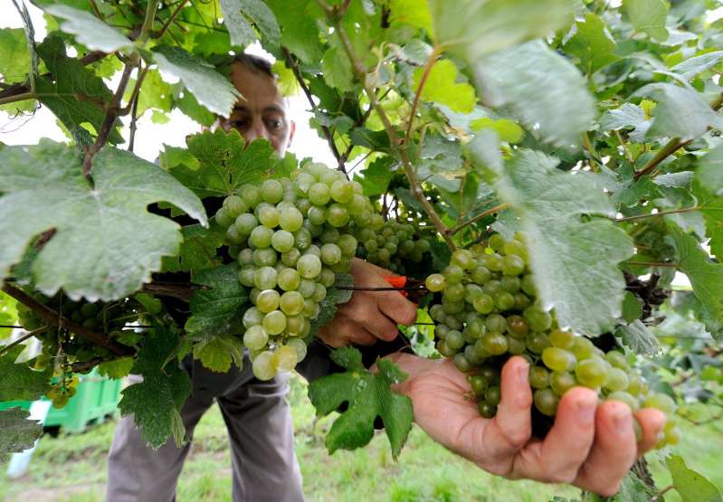 60 million corona aid for agriculture