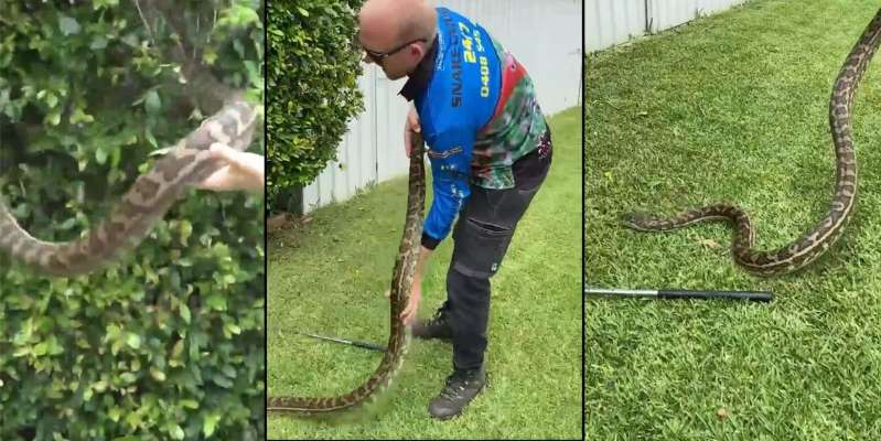 Gardener discovered huge python in the hedge
