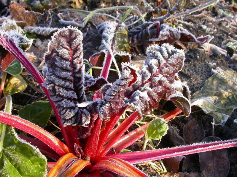 This is how you plant winter vegetables