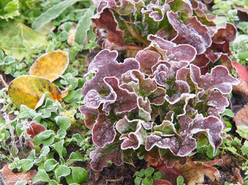 This is how you plant winter vegetables