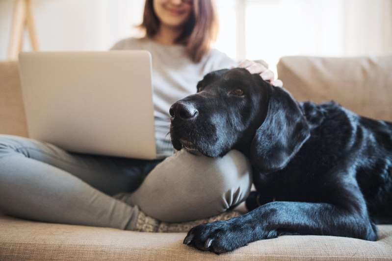Corona year: How dogs and cats boost the economy
