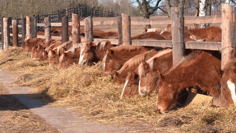 Belarusian Chernobyl: the land is alive and dead