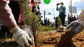 Forest Week: Belarusian volunteers plant trees at felling sites