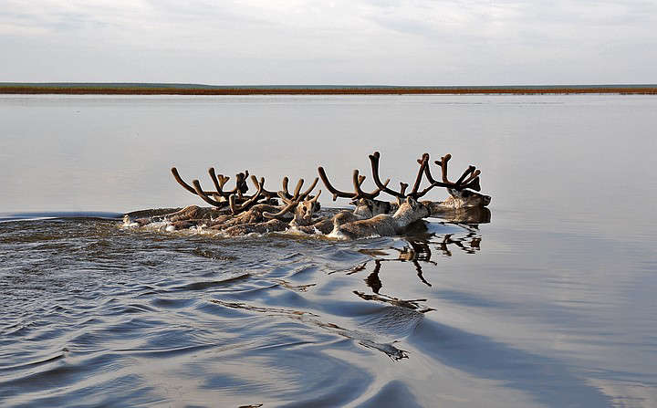 Rosneft has expanded its program of studying key species of animals and birds in the Arctic