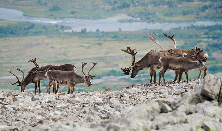 Rosneft has expanded its program of studying key species of animals and birds in the Arctic