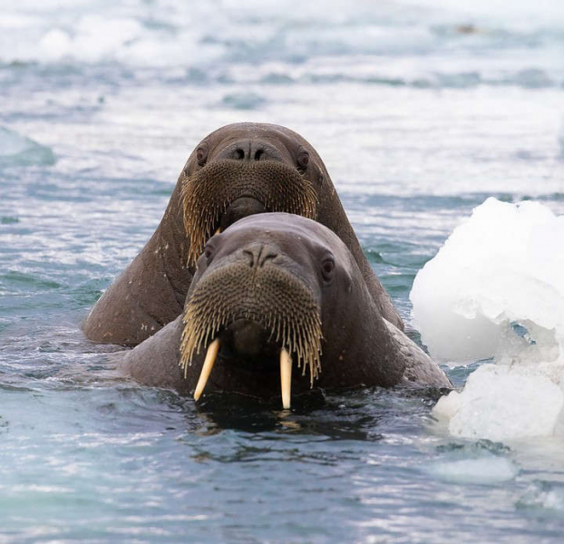 Rosneft has expanded its program of studying key species of animals and birds in the Arctic