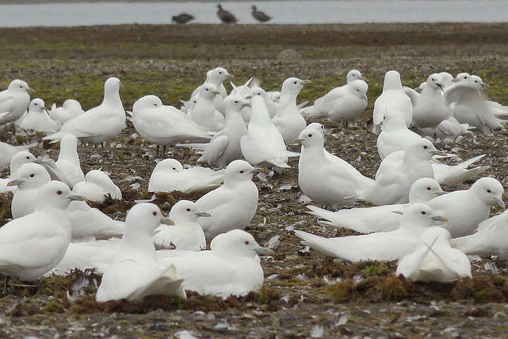 Rosneft has expanded its program of studying key species of animals and birds in the Arctic