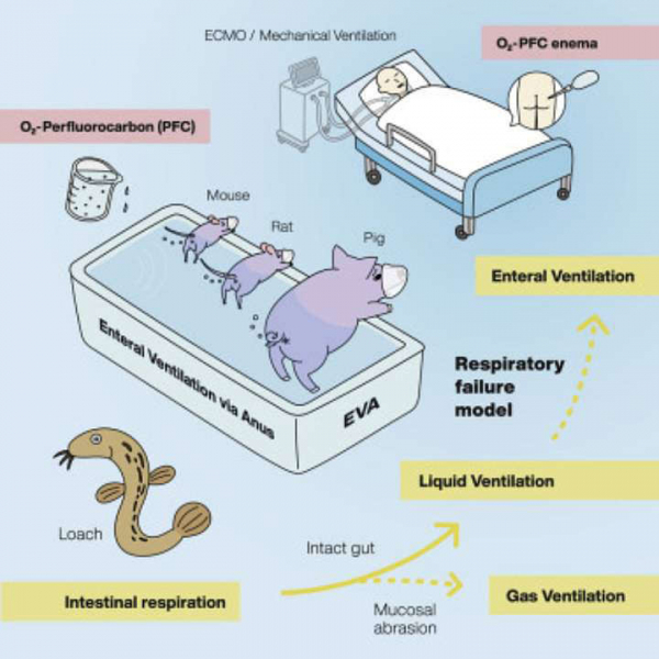 Pigs and some rodents can breathe through the fifth point