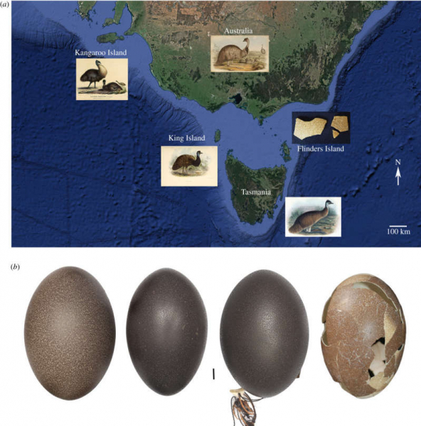 Extinct ostrich egg found in Australia