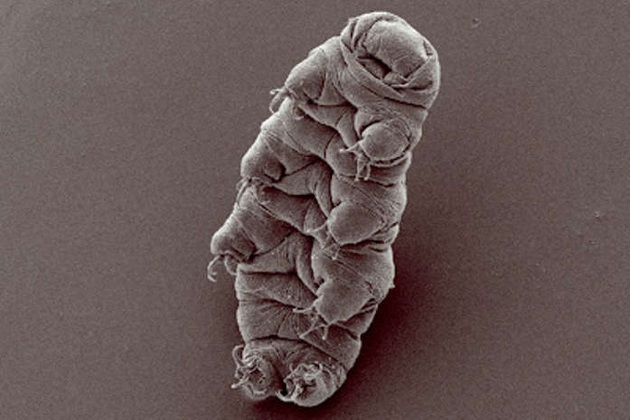 People are tardigrades. Will genetically modified astronauts fly to Mars?