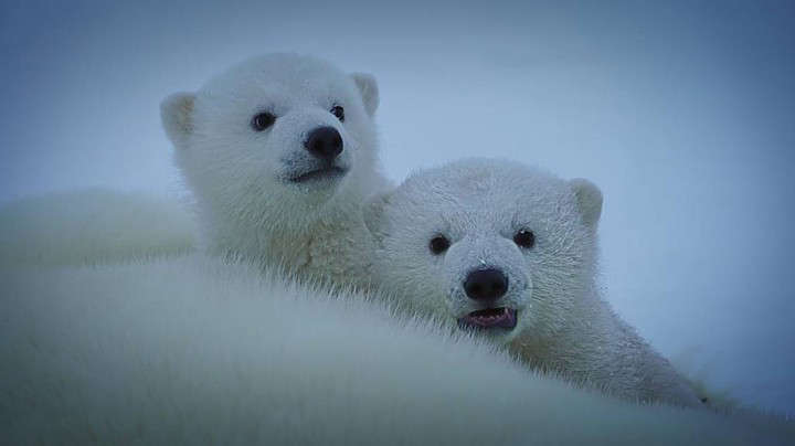Rosneft continues to observe polar bears in Franz Josef Land