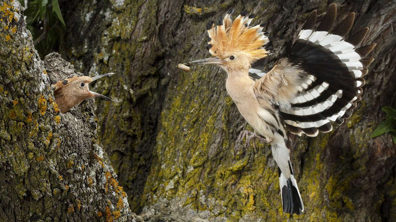 The most Instagrammed bird. Scientists have discovered the secret of the success of birds in social networks