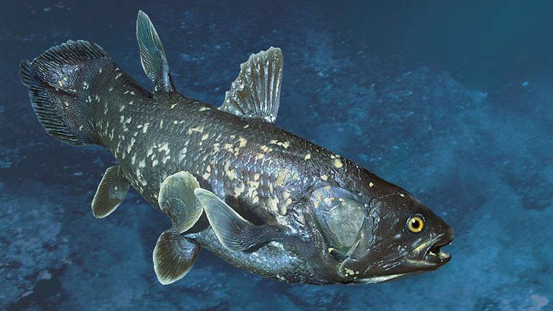 Which fish in the ocean ages the slowest. Scientists have found that coelacanths live up to 100 years