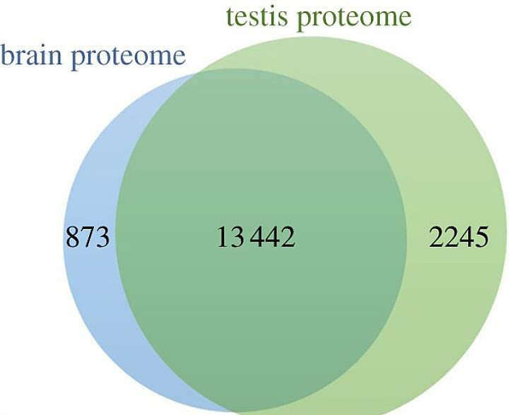 Scientists have discovered striking similarities between the human brain and testicles