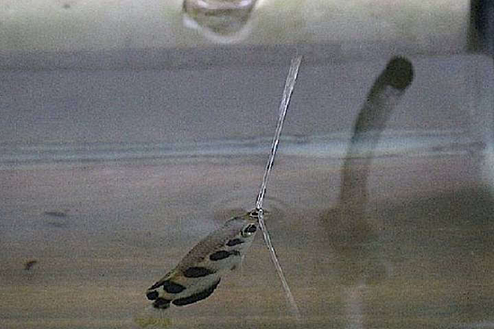 Scientists: Fish memory is not 3 seconds!