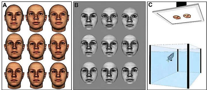 Scientists: Fish memory is not 3 seconds!