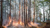 A poultry farm is on fire in the Chelyabinsk region