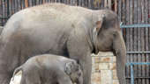 In Myanmar, villagers help elephants out of a deep hole