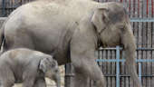 In Myanmar, villagers help elephants out of a deep hole