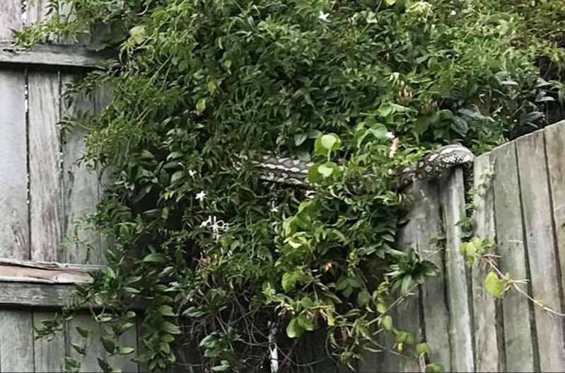 Find the giant snake in the photo