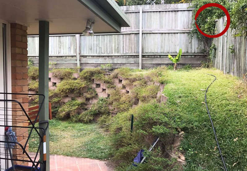 Find the giant snake in the photo