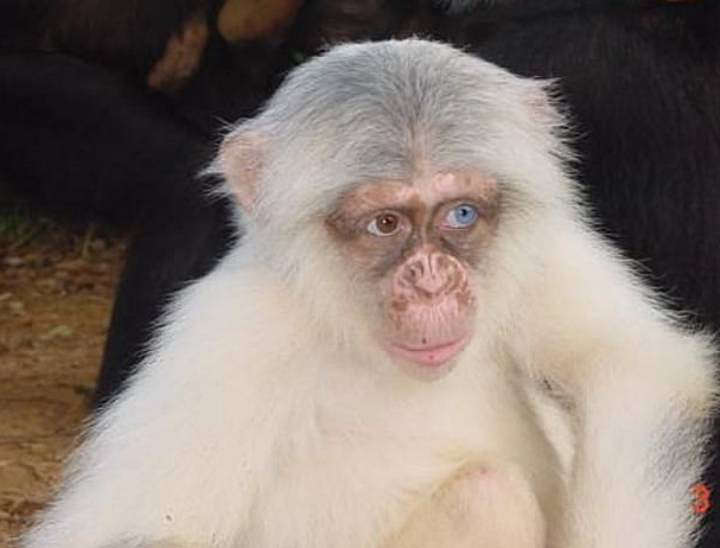 War of the Worlds: Chimpanzees start killing gorillas