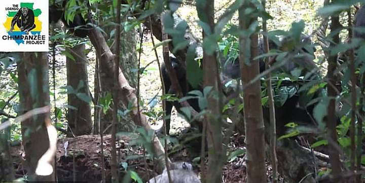 War of the Worlds: Chimpanzees start killing gorillas