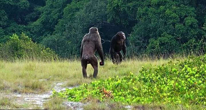 War of the Worlds: Chimpanzees start killing gorillas