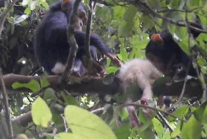 War of the Worlds: Chimpanzees start killing gorillas