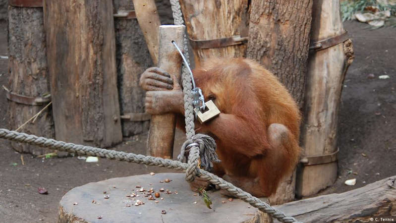 German scientists have proved: orangutans can crack nuts with a hammer