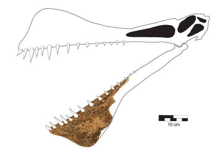 In Australia, found the remains of a dragon, which could well be flown