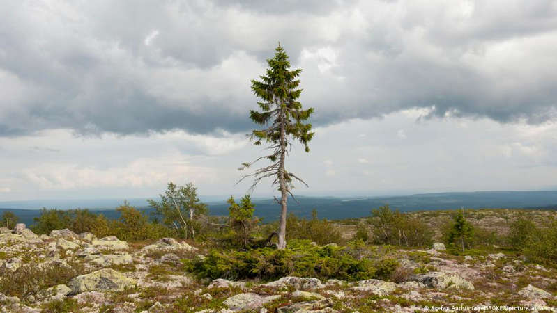 The most famous forester in Germany