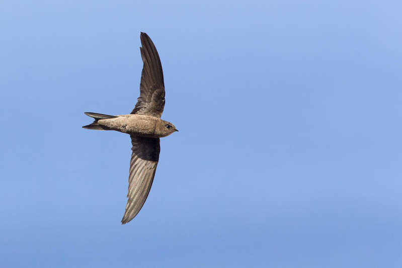 Swifts have flown away, there are no starlings yet: Moscow escorts migratory birds to warm regions