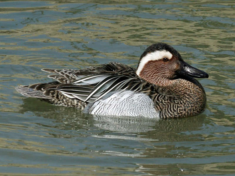 Swifts have flown away, there are no starlings yet: Moscow escorts migratory birds to warm regions