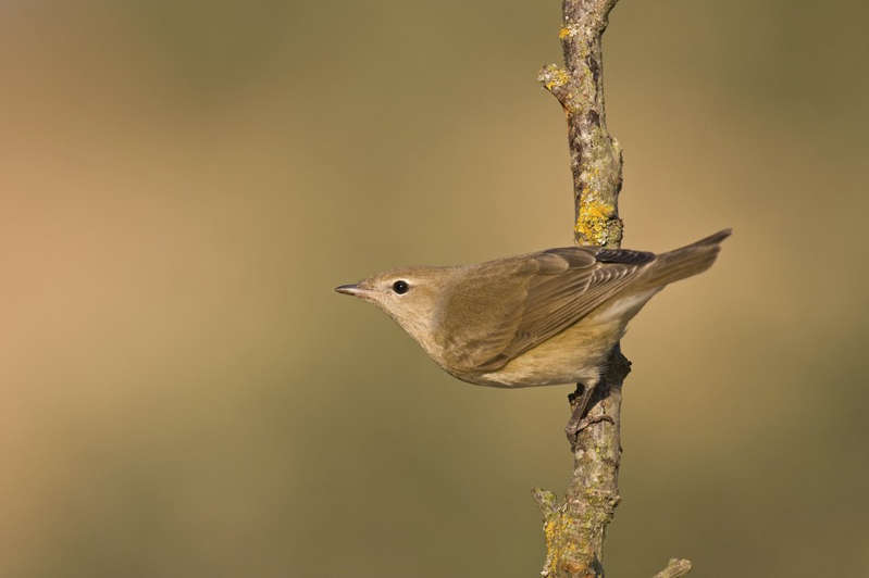 Swifts have flown away, there are no starlings yet: Moscow escorts migratory birds to warm regions