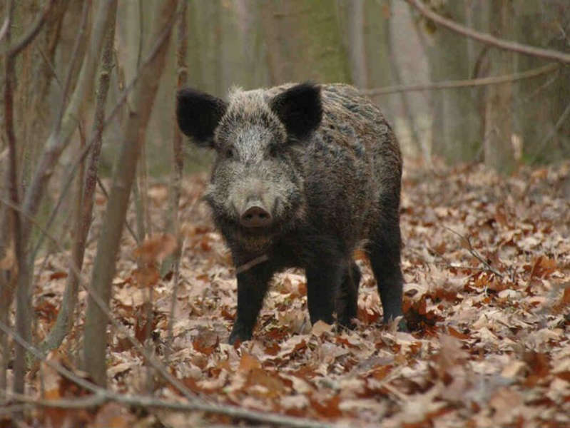 A wild boar in Feodosia smashed a gas station and got on video