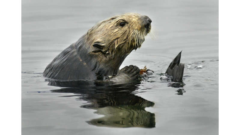 Sea otters and plant sexual activity
