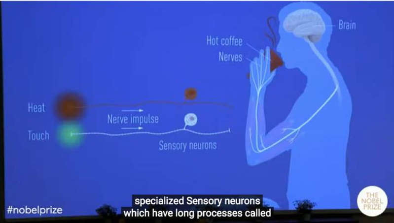 2021 Nobel Prize in Physiology or Medicine awarded for sensations