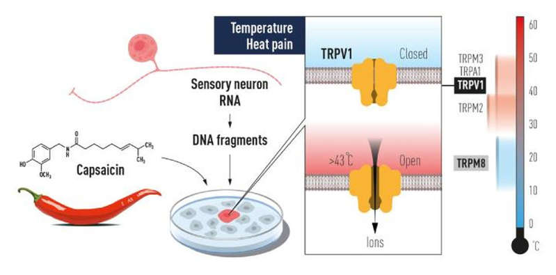 2021 Nobel Prize in Physiology or Medicine awarded for sensations