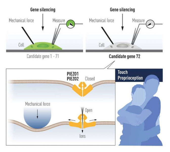 2021 Nobel Prize in Physiology or Medicine awarded for sensations