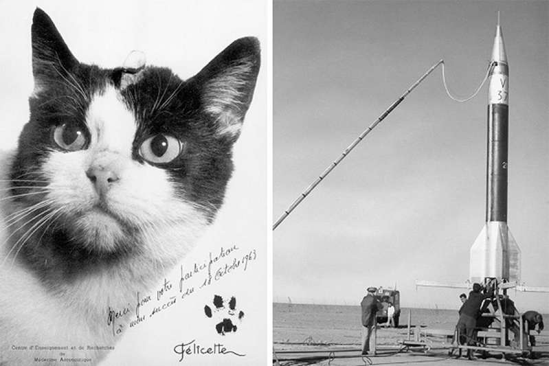 The first and only one: the cat that went into space