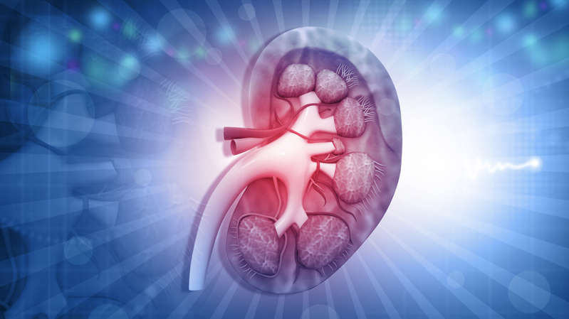 Pig kidney with altered DNA was first connected to a human during surgery