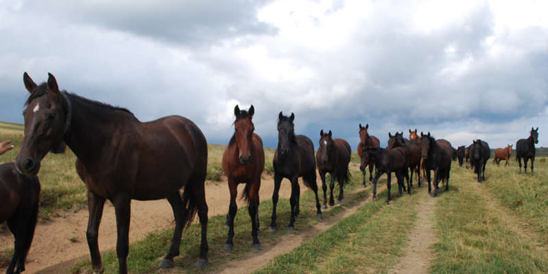 Scientists have definitively identified the origin of domestic horses