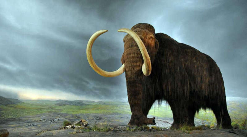 Scientists will revive a mammoth that lived 10,000 years ago