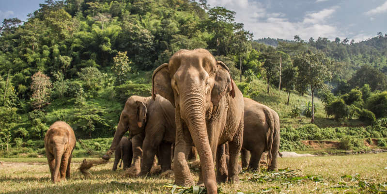 Scientists have found out why African elephants were born without tusks