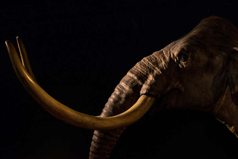 Scientists have named the reason for the extinction of mammoths