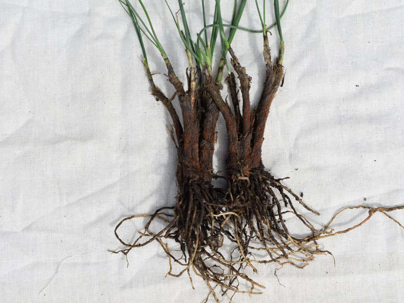 Scientists have discovered a new type of onion