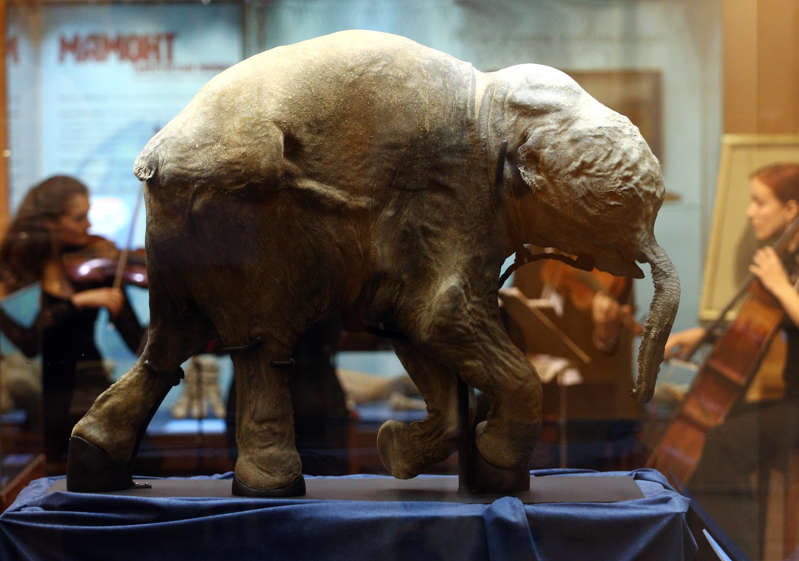 The cause of the extinction of mammoths has been established