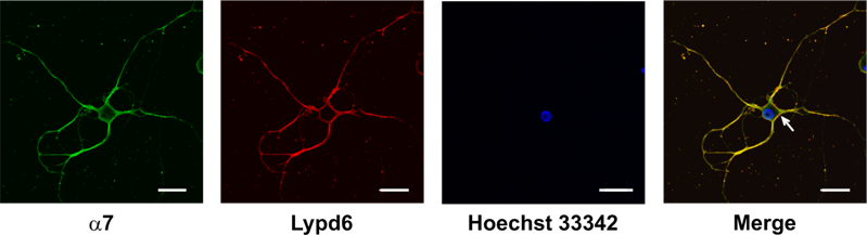 Negative modulator of the cholinergic system found in the human brain