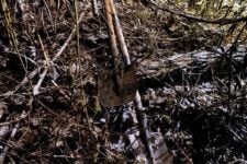  Doused with chemicals and buried: the remains of a 23-year-old girl from Transcarpathia were found in the Kiev region 